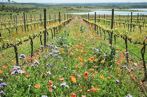 Weingut Riehen in Riehen